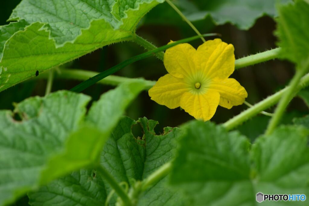 まくわ瓜の花