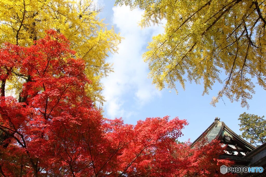 イチョウ・紅葉・空・屋根