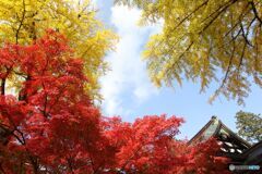 イチョウ・紅葉・空・屋根