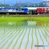 田植えの季節