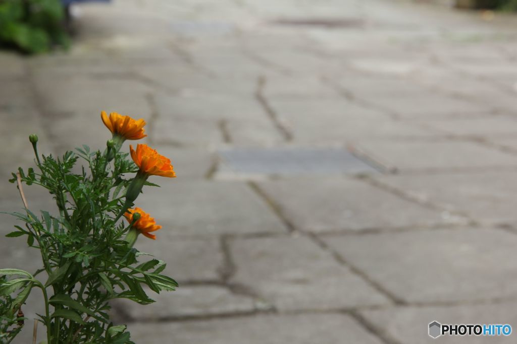花と石畳