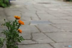 花と石畳