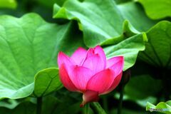蓮・１