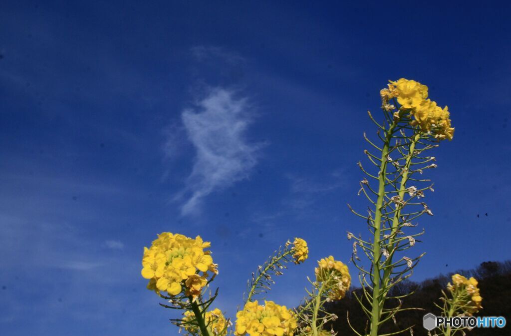 菜の花と白い雲