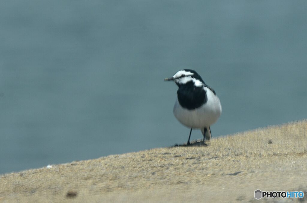 海岸沿いで見た　ハクセキレイ