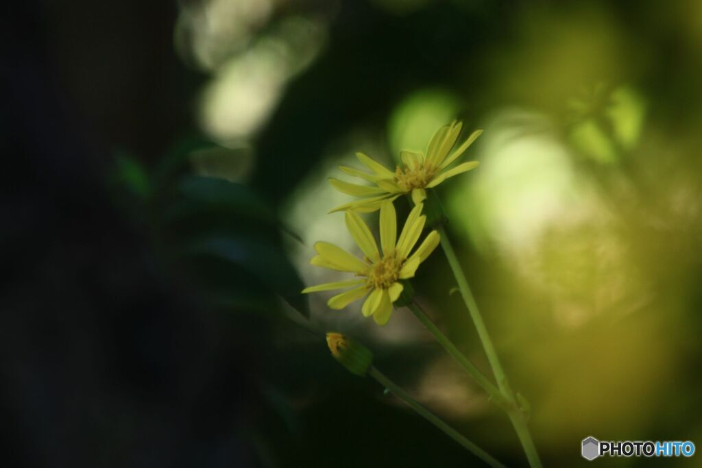 ツワブキ　2花