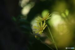 ツワブキ　2花
