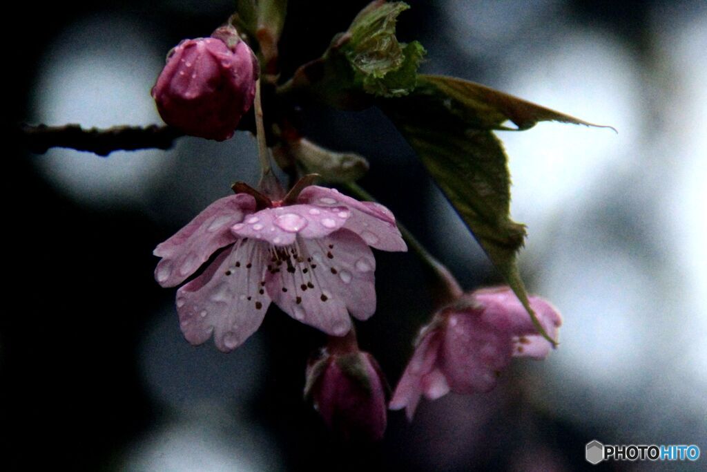 雨に濡れて・・・