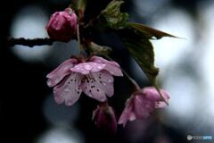 雨に濡れて・・・