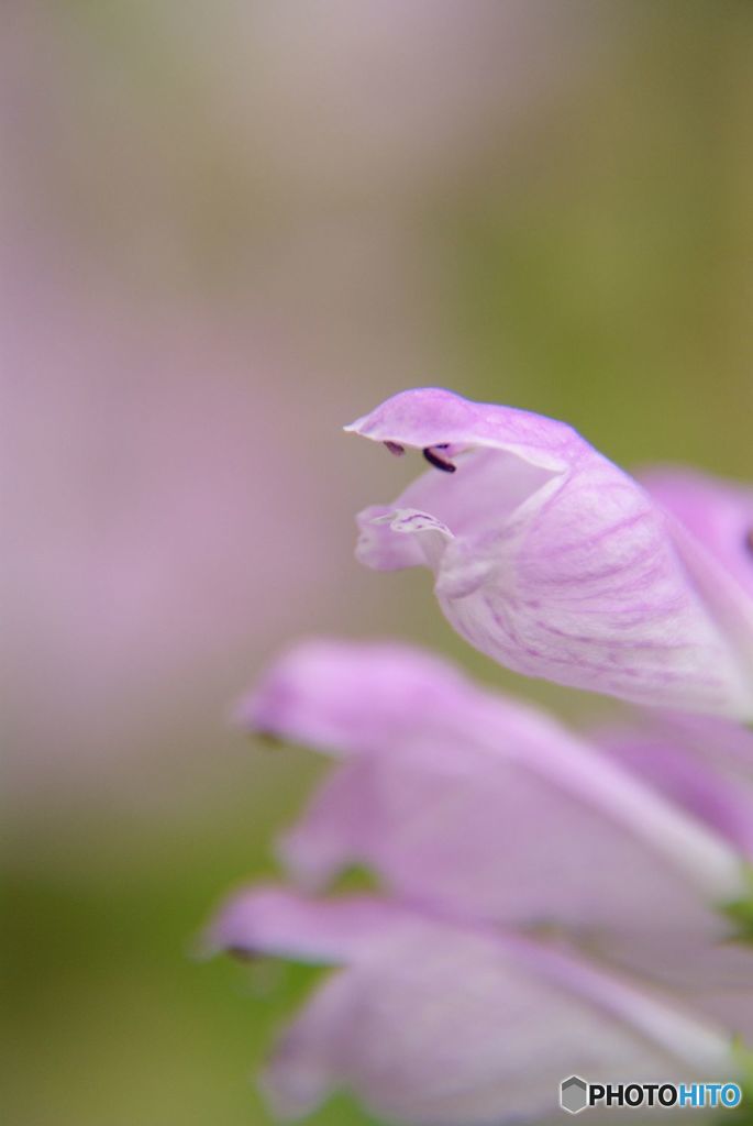 季節の花　　ハナトラノオ