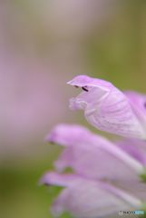 季節の花　　ハナトラノオ