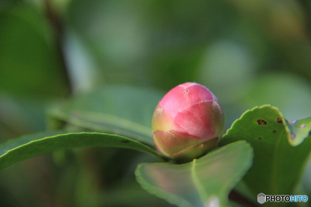つぼみ　・　さざんか