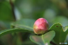 つぼみ　・　さざんか