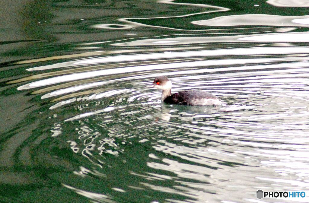 波紋を作るカイツブリ