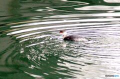 波紋を作るカイツブリ