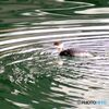 波紋を作るカイツブリ