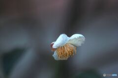 空中の　茶花