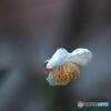 空中の　茶花