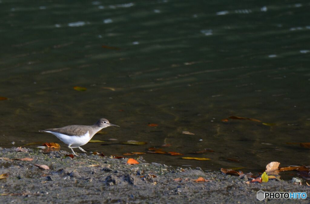 見つめるイソシギ