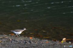 見つめるイソシギ