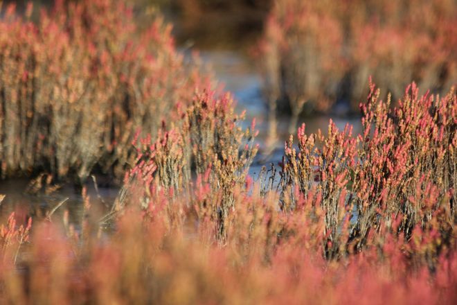 古い写真から　アッケシソウ