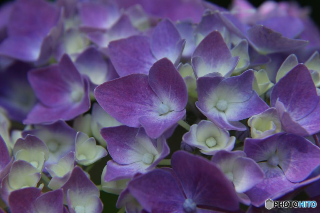 アジサイ 小さな花の　品評会