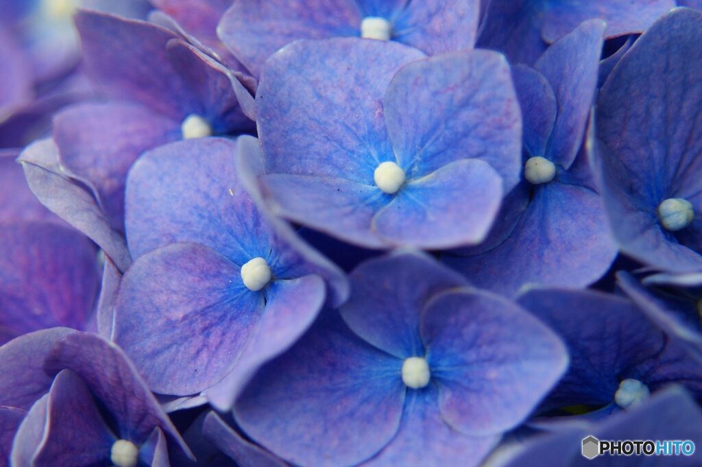 アジサイブルー