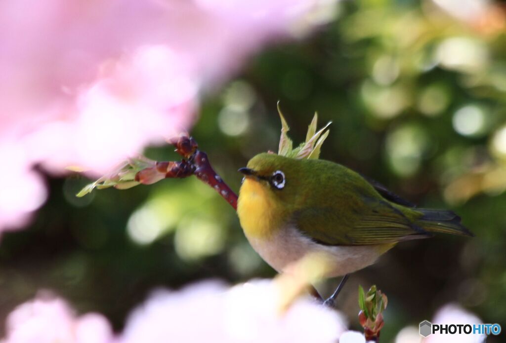 この花　おいしいかな？
