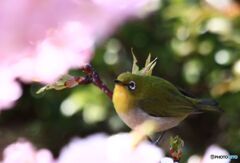 この花　おいしいかな？