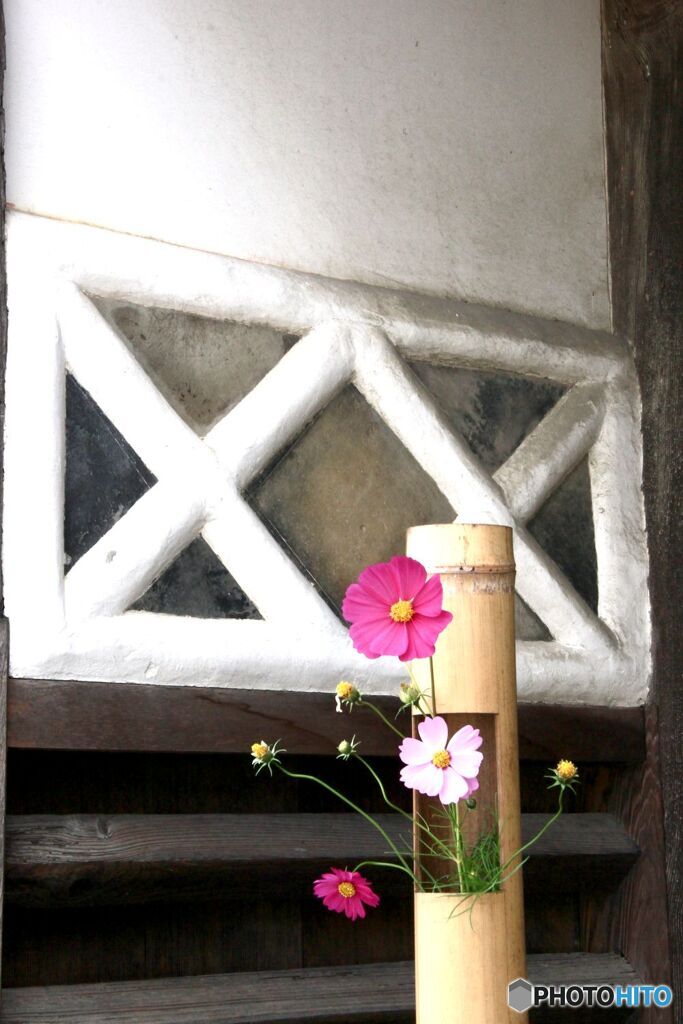 足守　武家屋敷　コスモスのお出迎え