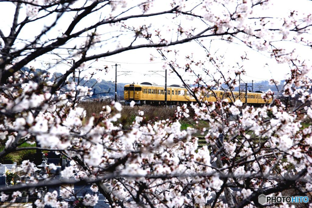 115系普通列車