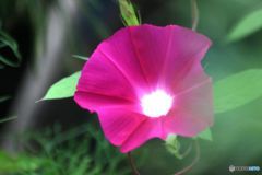 morning glory
