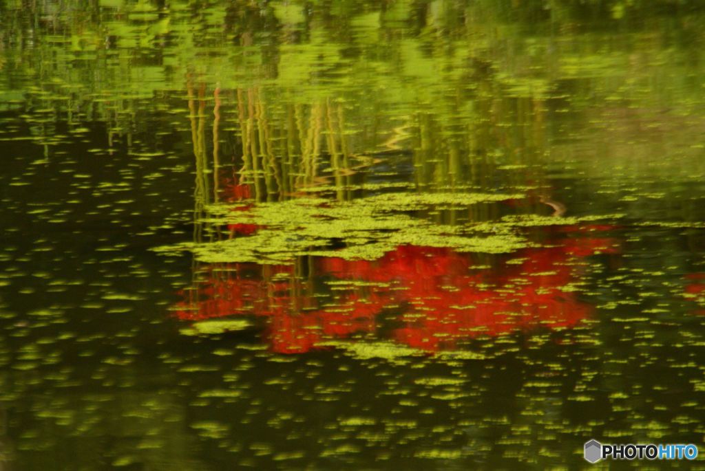 初秋　　池の水面に映る彼岸花