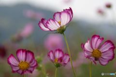 蔵出し　　四姉妹