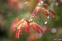 雨後の赤い葉