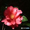 初冬　山茶花