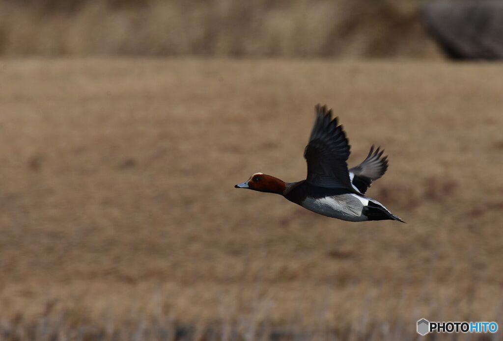 ヒドリガモ飛ぶ