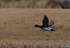 ヒドリガモ飛ぶ