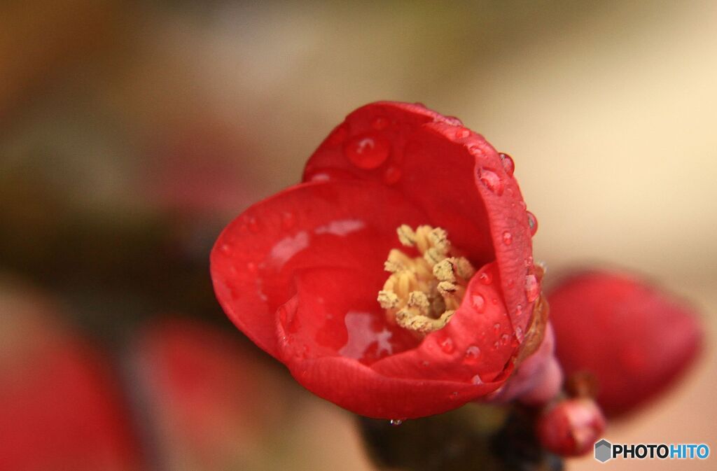 木瓜の花