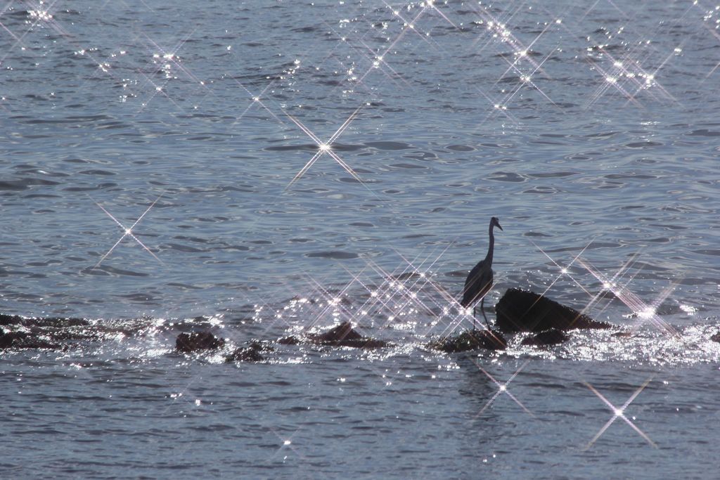 海面をみつめる　アオサギ