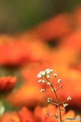 花畑に生えた　ナズナ