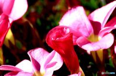 開き始めの オキザリス