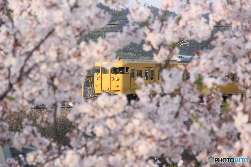 さくら　115系を包む