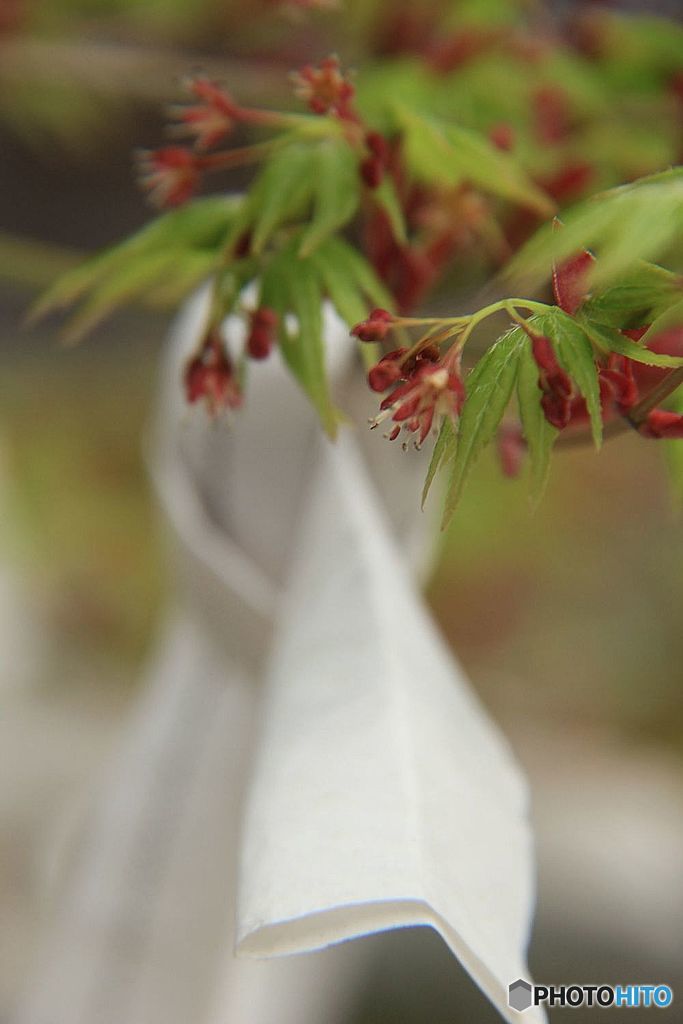 モミジの花に願いを込めて