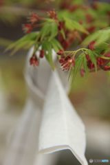 モミジの花に願いを込めて