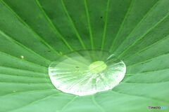たまり水