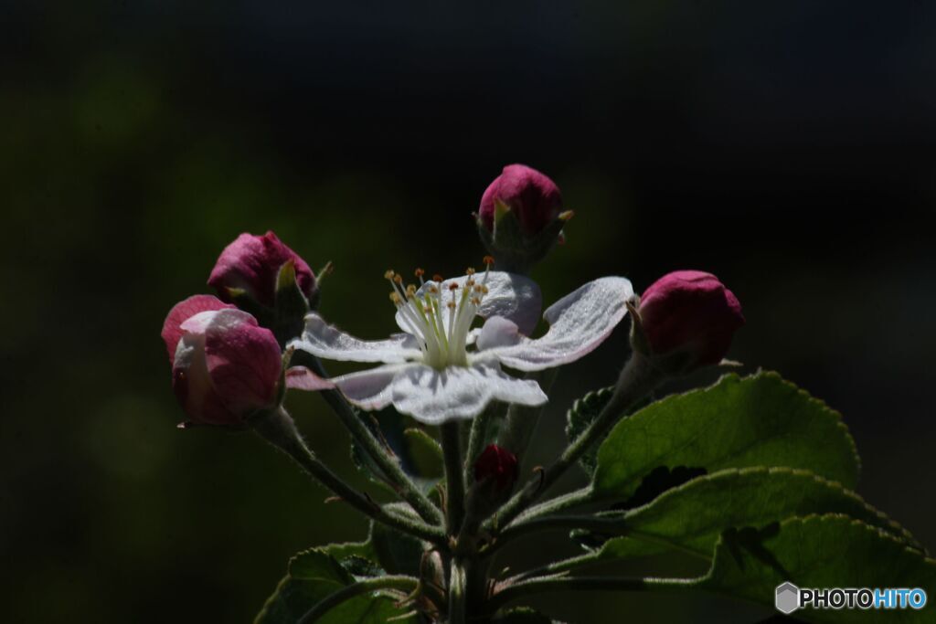 リンゴの花