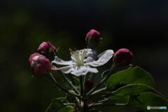 リンゴの花