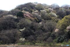 山桜のある風景