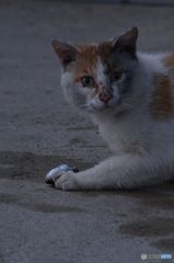魚をもらった猫